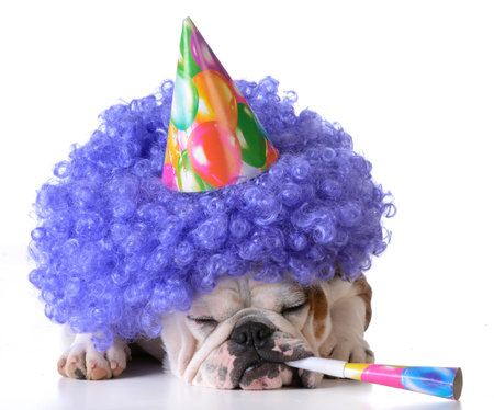 birthday dog - bulldog wearing clown wig and birthday hat on white backgroundの写真素材