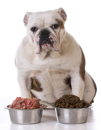feeding your pet - concept of choosing between raw and kibbleの写真素材