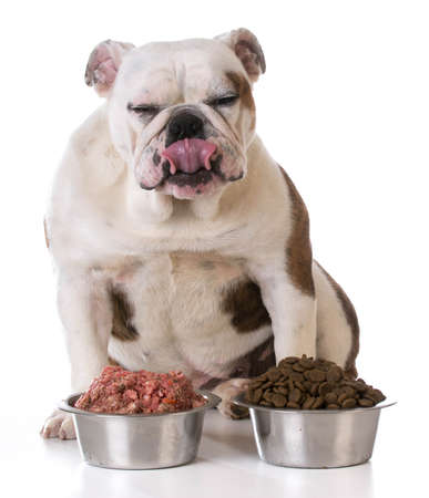 feeding your pet - concept of choosing between raw and kibbleの写真素材