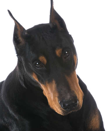 doberman pinscher portrait on white backgroundの写真素材