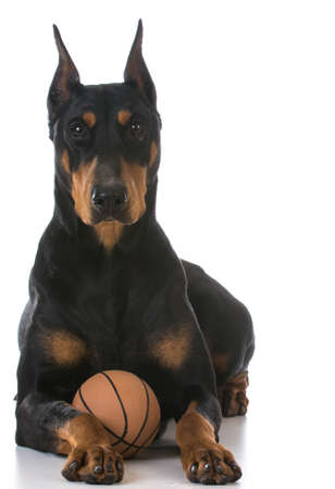 doberman pinscher with a toy ball on white backgroundの写真素材