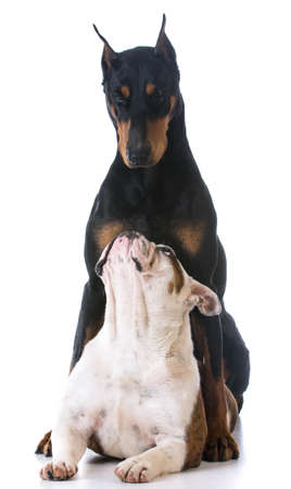 two dog - bulldog looking up at doberman on white backgroundの写真素材