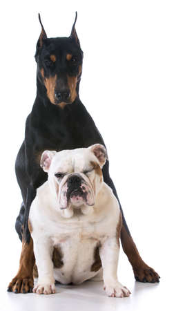 two dog - bulldog looking up at doberman on white backgroundの写真素材