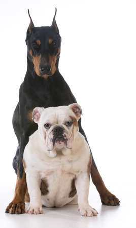 two dogs - bulldog and doberman together on white backgroundの写真素材