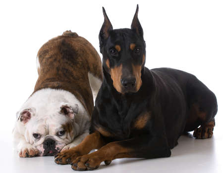two dogs - bulldog and doberman together on white backgroundの写真素材