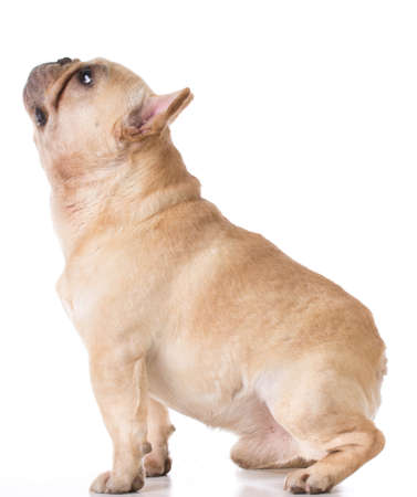 french bulldog sitting looking up on white backgroundの写真素材