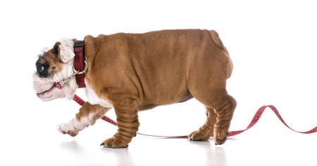 puppy running away with leash in mouth on white backgroundの写真素材