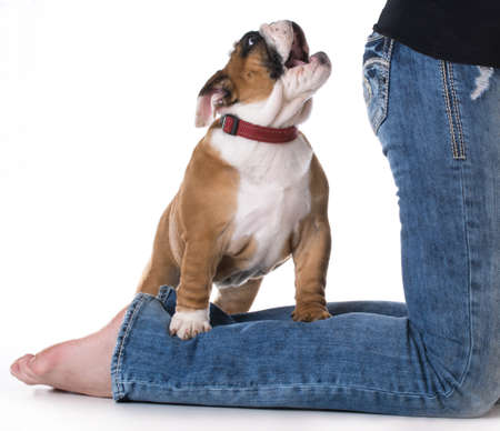 cute puppy standing on back legs of womans jeans barkingの写真素材