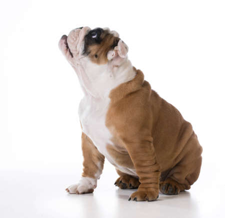 cute puppy - bulldog sitting looking up - three months oldの写真素材