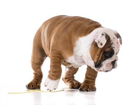 puppy peeing - bulldog puppy peeing isolated on white backgroundの写真素材