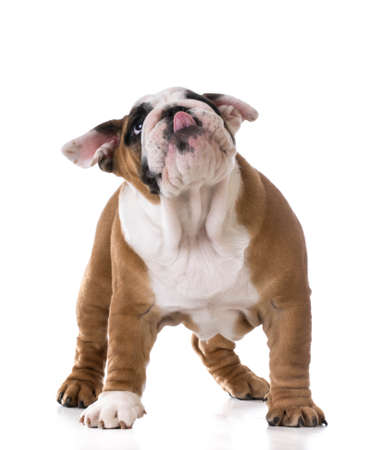 cute puppy looking up on white background - bulldog three months oldの写真素材