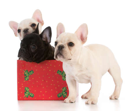 christmas puppies - three french bulldogs in seasonal setting on white backgroundの写真素材
