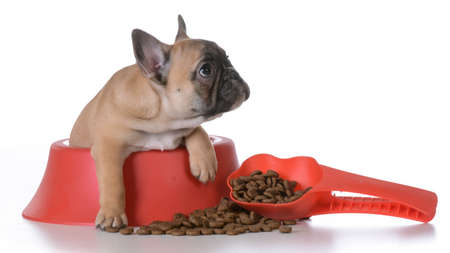 puppy nutrition - french bulldog inside a food dish with scoop of kibble besideの写真素材