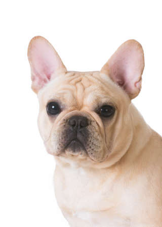 french bulldog head portrait on white backgroundの写真素材