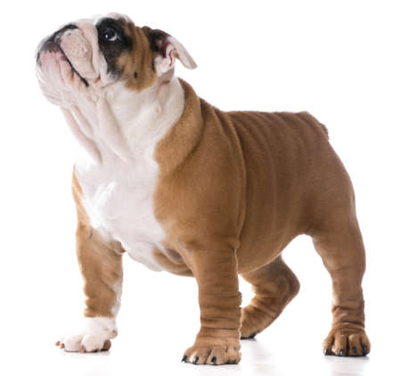 cute puppy standing looking up on white background - bulldog three months oldの写真素材
