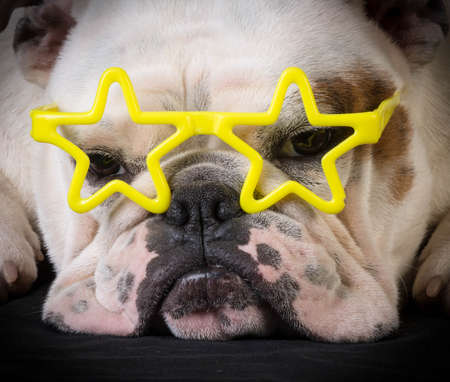 famous dog - bulldog wear yellow star glassesの写真素材