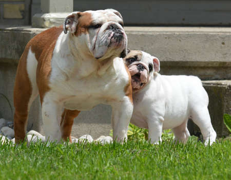 bulldog puppy and adult outside in the summerの写真素材