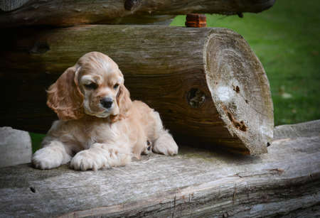 cute puppy - american cocker spaniel puppy laying on a rustic wooden logの写真素材