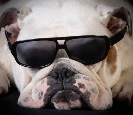 cool hound - bulldog wearing sunglassesの写真素材