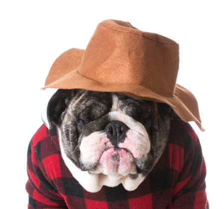 country dog - dog humanized with western hat and sweater - bulldogの写真素材
