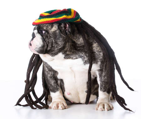 funny dog wearing dreadlock wig on white background - bulldogの写真素材