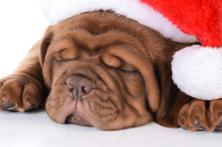 christmas puppy - dogue de bordeaux wearing santa hat on white background - 5 weeks oldの写真素材