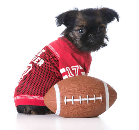 sports hound - brussels griffon wearing sports jersey sitting beside footballの写真素材