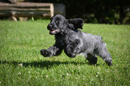 puppy running - blue roan english cocker puppy - 12 weeks oldの写真素材