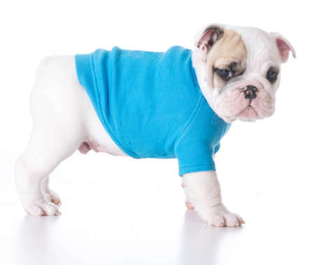 cute puppy - bulldog puppy wearing a blue sweater standing on white background 7 weeks oldの写真素材