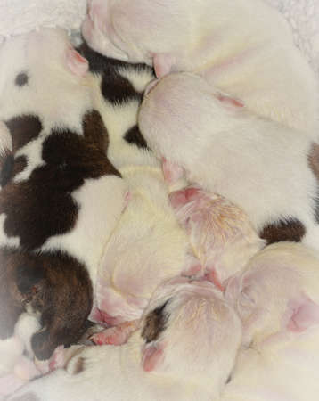 puppy abstract - 2 week old bulldog puppy pileの写真素材