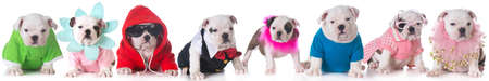 litter of bulldog puppies dressed up in costumes - 8 weeks oldの写真素材