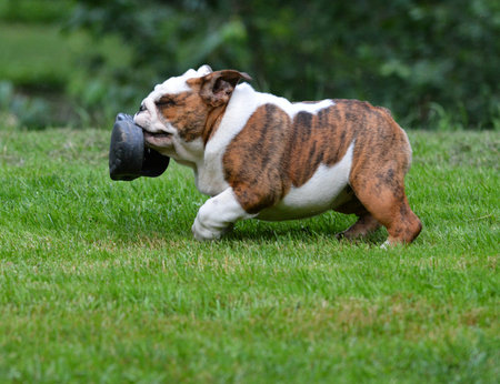 dog stealing shoe - four month old bulldog puppyの写真素材