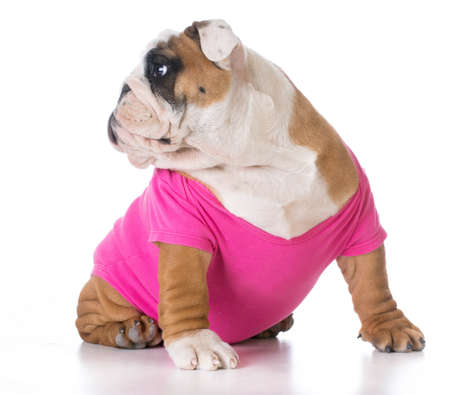 female puppy wearing pink sweater - bulldogの写真素材