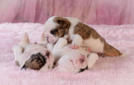 litter of puppies - bulldog females 3 weeks oldの写真素材