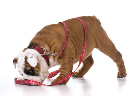 leash training a puppy - bulldog - three months oldの写真素材