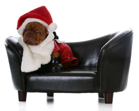 christmas puppy - dogue de bordeaux puppy dressed up like santaの写真素材