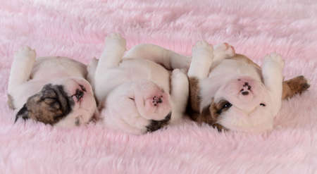 sleeping puppies - three bulldog puppies in a row on pink background - three weeks oldの写真素材