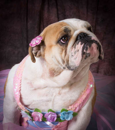 female dog wearing pink dress on purple backgroundの写真素材