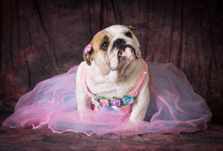 female dog wearing pink dress on purple backgroundの写真素材