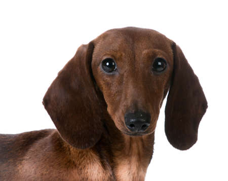 miniature smooth dachshund portrait on white backgroundの写真素材