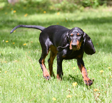black and tan coonhound on the grassの写真素材