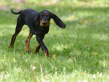 black and tan coonhound on the grassの写真素材