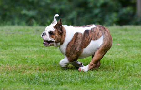 dog running - four month old female bulldog puppyの写真素材