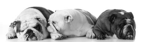 three generations of bulldogs - father, son and grandmotherの写真素材