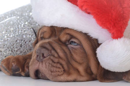 christmas puppy - dogue de bordeaux wearing santa hat on white background - 5 weeks oldの写真素材