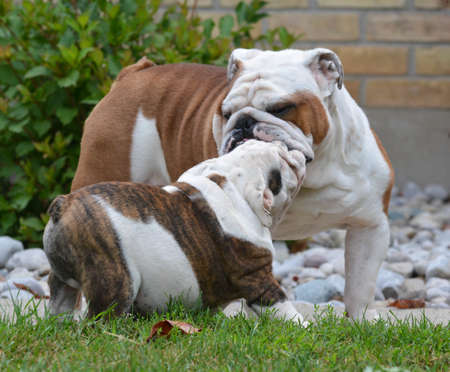 adult and puppy bulldogs playing outsideの写真素材