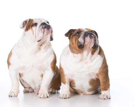 two bulldogs looking up on white backgroundの写真素材