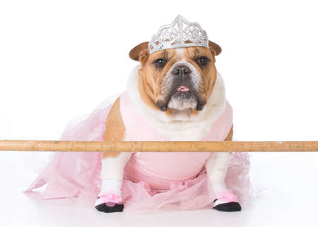 bulldog wearing ballerina costume sitting on white backgroundの写真素材