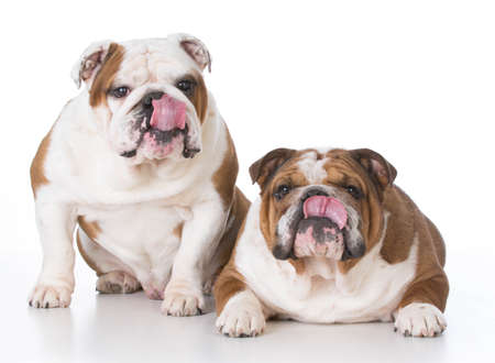two bulldogs licking lips on white backgroundの写真素材
