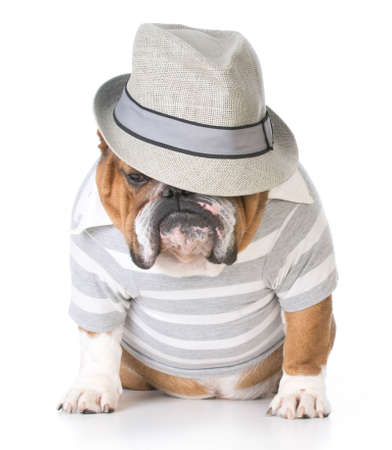male bulldog wearing fedora sitting on white backgroundの写真素材